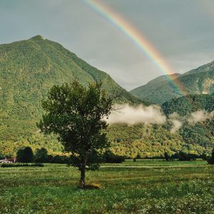 Preview wallpaper tree, mountains, forest, rainbow