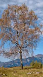 Preview wallpaper tree, mountains, grass, sky, autumn