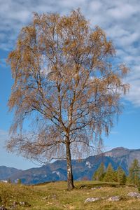 Preview wallpaper tree, mountains, grass, sky, autumn