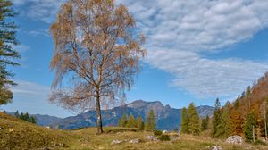 Preview wallpaper tree, mountains, grass, sky, autumn