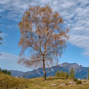 Preview wallpaper tree, mountains, grass, sky, autumn
