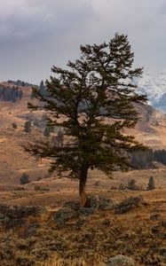 Preview wallpaper tree, mountains, hills, relief, nature