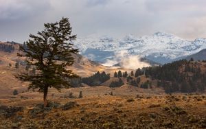 Preview wallpaper tree, mountains, hills, relief, nature