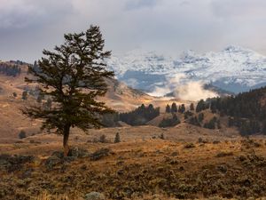 Preview wallpaper tree, mountains, hills, relief, nature