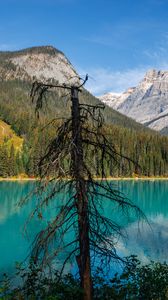 Preview wallpaper tree, mountains, lake, nature