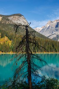 Preview wallpaper tree, mountains, lake, nature