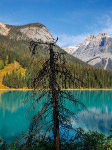 Preview wallpaper tree, mountains, lake, nature