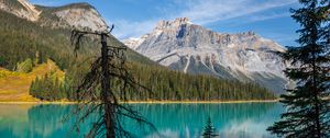 Preview wallpaper tree, mountains, lake, nature