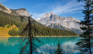 Preview wallpaper tree, mountains, lake, nature