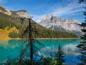 Preview wallpaper tree, mountains, lake, nature