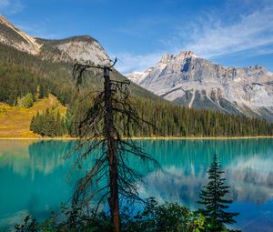 Preview wallpaper tree, mountains, lake, nature