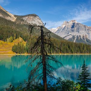 Preview wallpaper tree, mountains, lake, nature