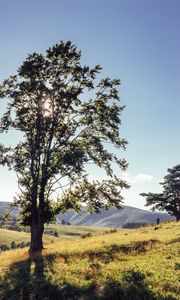 Preview wallpaper tree, mountains, meadows, man, sunlight, landscape