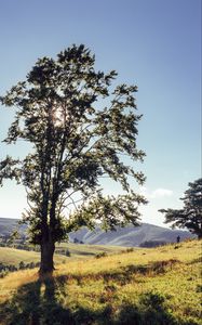 Preview wallpaper tree, mountains, meadows, man, sunlight, landscape