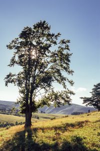 Preview wallpaper tree, mountains, meadows, man, sunlight, landscape