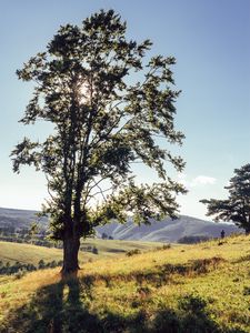 Preview wallpaper tree, mountains, meadows, man, sunlight, landscape
