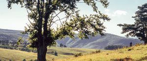 Preview wallpaper tree, mountains, meadows, man, sunlight, landscape