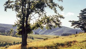 Preview wallpaper tree, mountains, meadows, man, sunlight, landscape