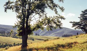 Preview wallpaper tree, mountains, meadows, man, sunlight, landscape