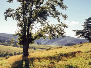 Preview wallpaper tree, mountains, meadows, man, sunlight, landscape