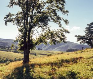 Preview wallpaper tree, mountains, meadows, man, sunlight, landscape