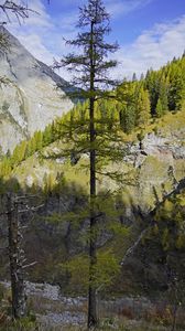 Preview wallpaper tree, mountains, nature, landscape
