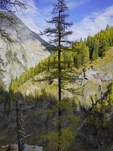 Preview wallpaper tree, mountains, nature, landscape