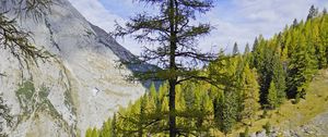 Preview wallpaper tree, mountains, nature, landscape