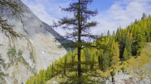 Preview wallpaper tree, mountains, nature, landscape