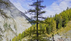 Preview wallpaper tree, mountains, nature, landscape