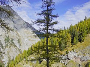 Preview wallpaper tree, mountains, nature, landscape