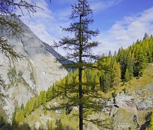 Preview wallpaper tree, mountains, nature, landscape