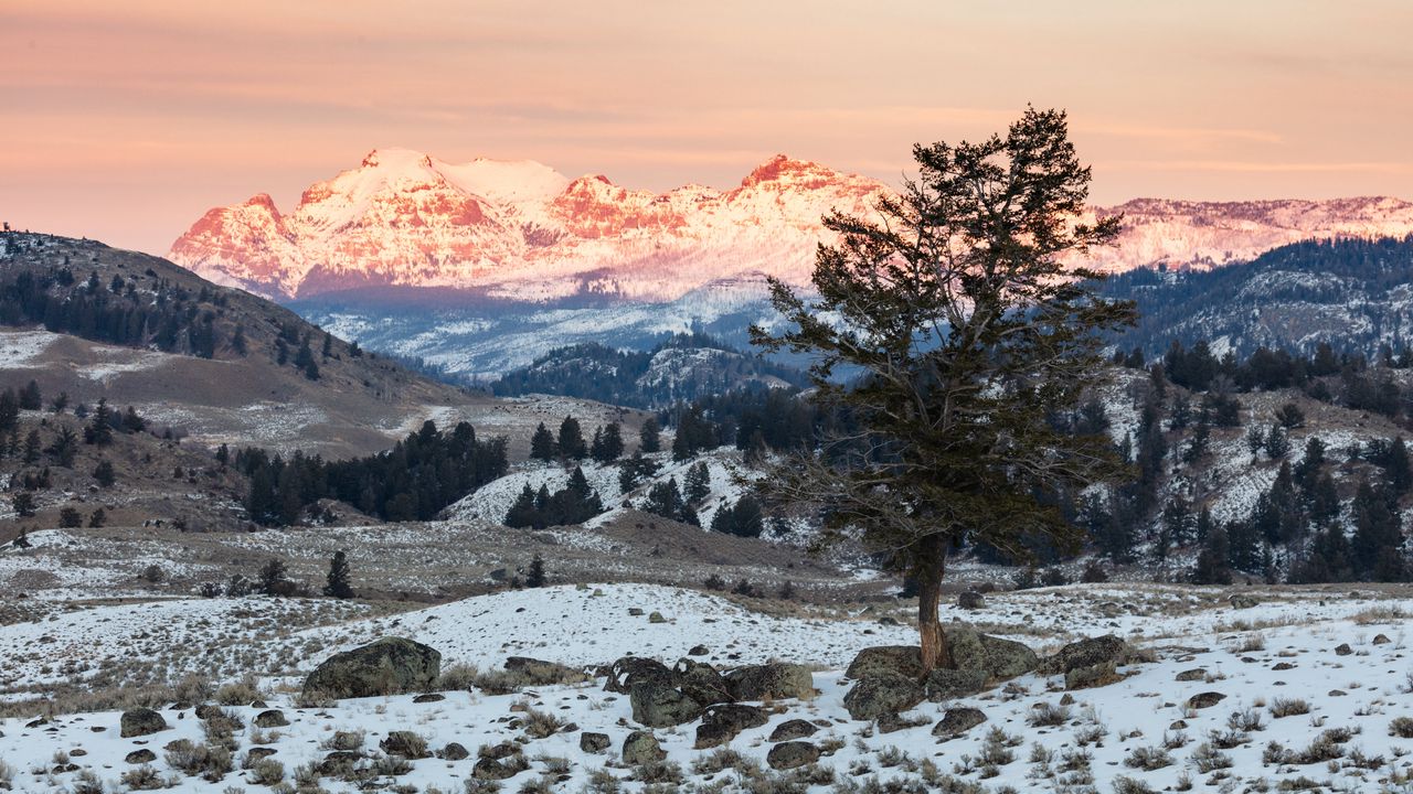 Wallpaper tree, mountains, snow, landscape