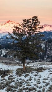 Preview wallpaper tree, mountains, snow, landscape