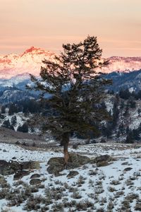 Preview wallpaper tree, mountains, snow, landscape