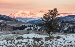 Preview wallpaper tree, mountains, snow, landscape
