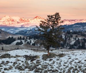Preview wallpaper tree, mountains, snow, landscape