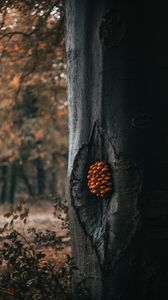 Preview wallpaper tree, mushrooms, trunk, forest, nature