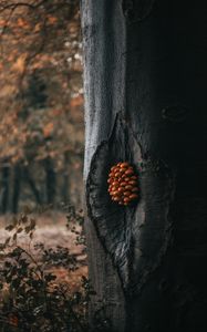 Preview wallpaper tree, mushrooms, trunk, forest, nature