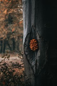 Preview wallpaper tree, mushrooms, trunk, forest, nature