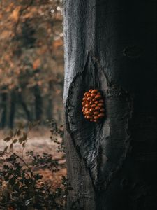 Preview wallpaper tree, mushrooms, trunk, forest, nature