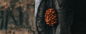 Preview wallpaper tree, mushrooms, trunk, forest, nature