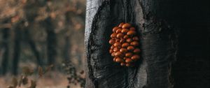 Preview wallpaper tree, mushrooms, trunk, forest, nature