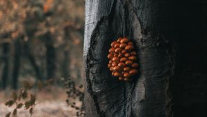 Preview wallpaper tree, mushrooms, trunk, forest, nature