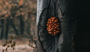 Preview wallpaper tree, mushrooms, trunk, forest, nature