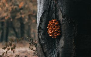 Preview wallpaper tree, mushrooms, trunk, forest, nature