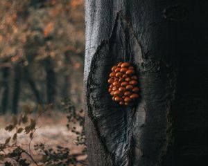 Preview wallpaper tree, mushrooms, trunk, forest, nature