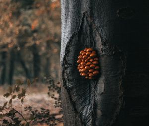 Preview wallpaper tree, mushrooms, trunk, forest, nature