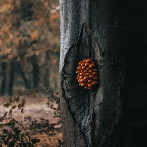 Preview wallpaper tree, mushrooms, trunk, forest, nature