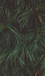 Preview wallpaper tree, needles, cones, green, dark